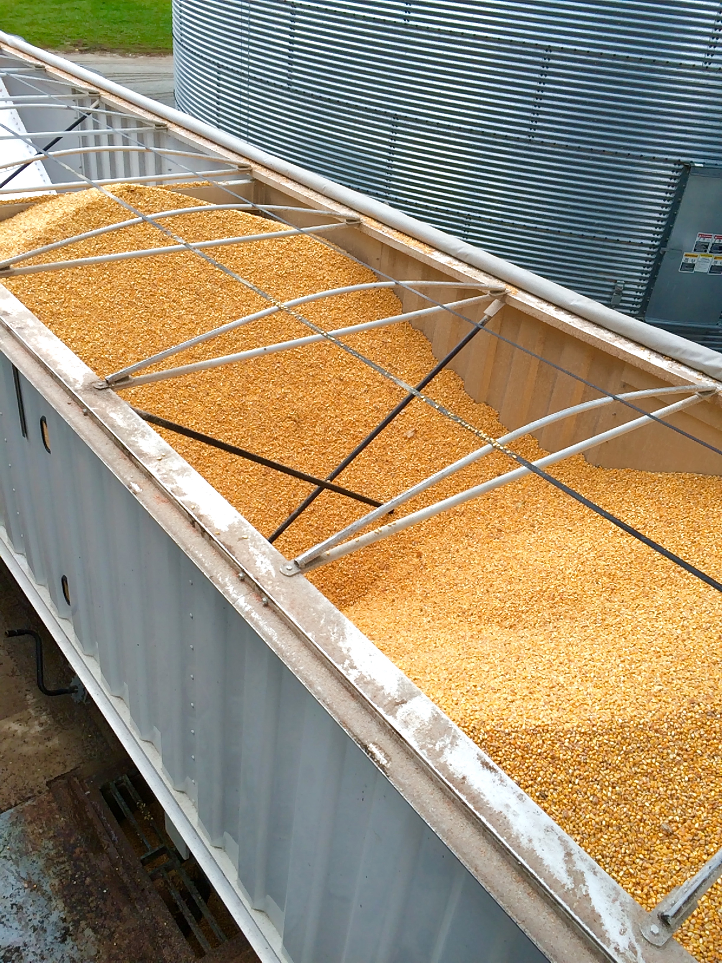 Corn in Truck