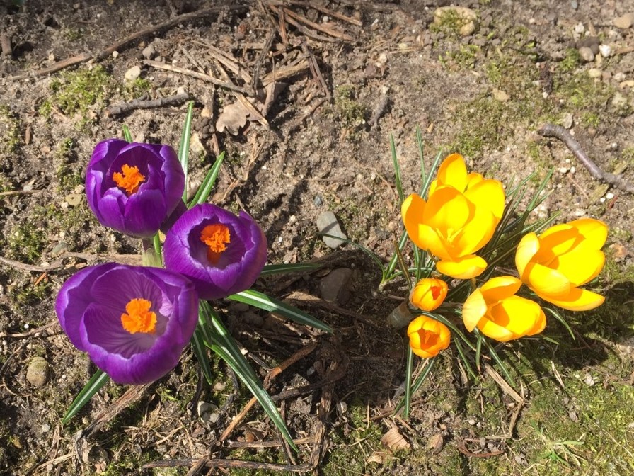 Picture taken March 21 and crocus had been in bloom over a week~